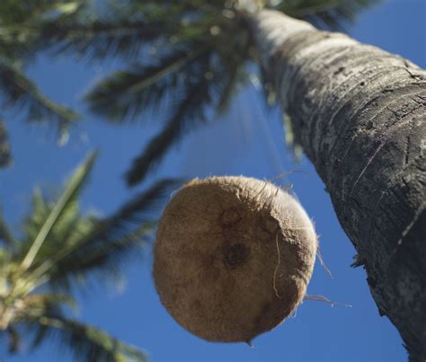 odds of being killed by a coconut|Curious Questions: How likely are you to be killed by a falling .